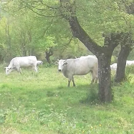 Agriturismo Il Casale Del Barone Agroturismo *